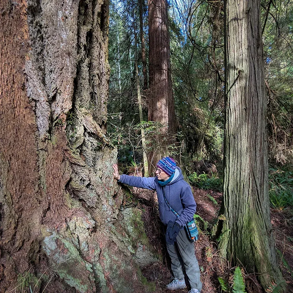 massive Doug Fir tree