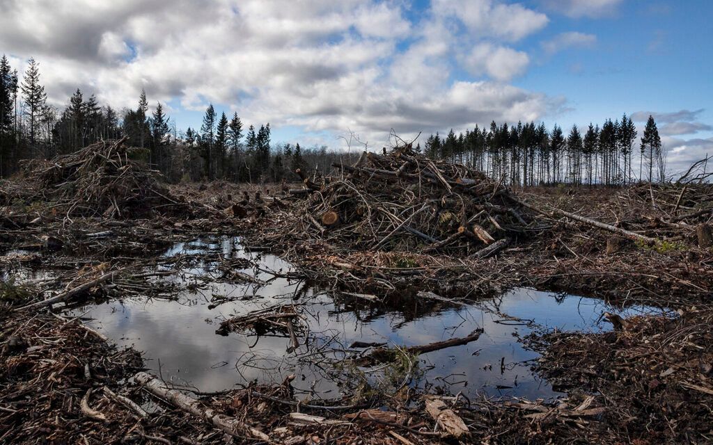 Clear-cut forest with remains of a pond
