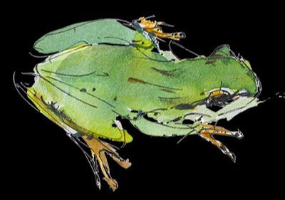 A watercolor painting of a green frog on a black background