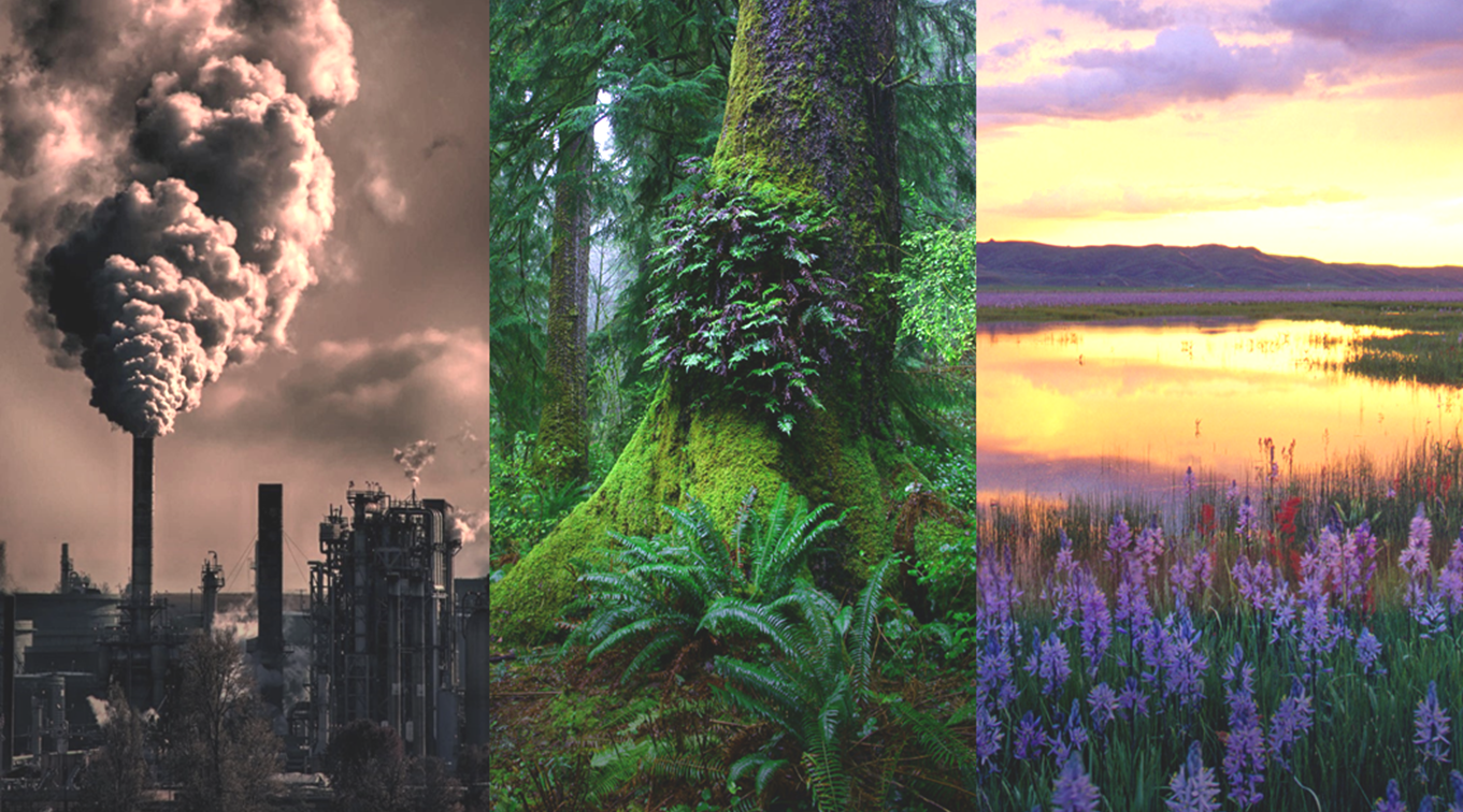 Collage of industrial smokestacks, mossy tree, mountain lake