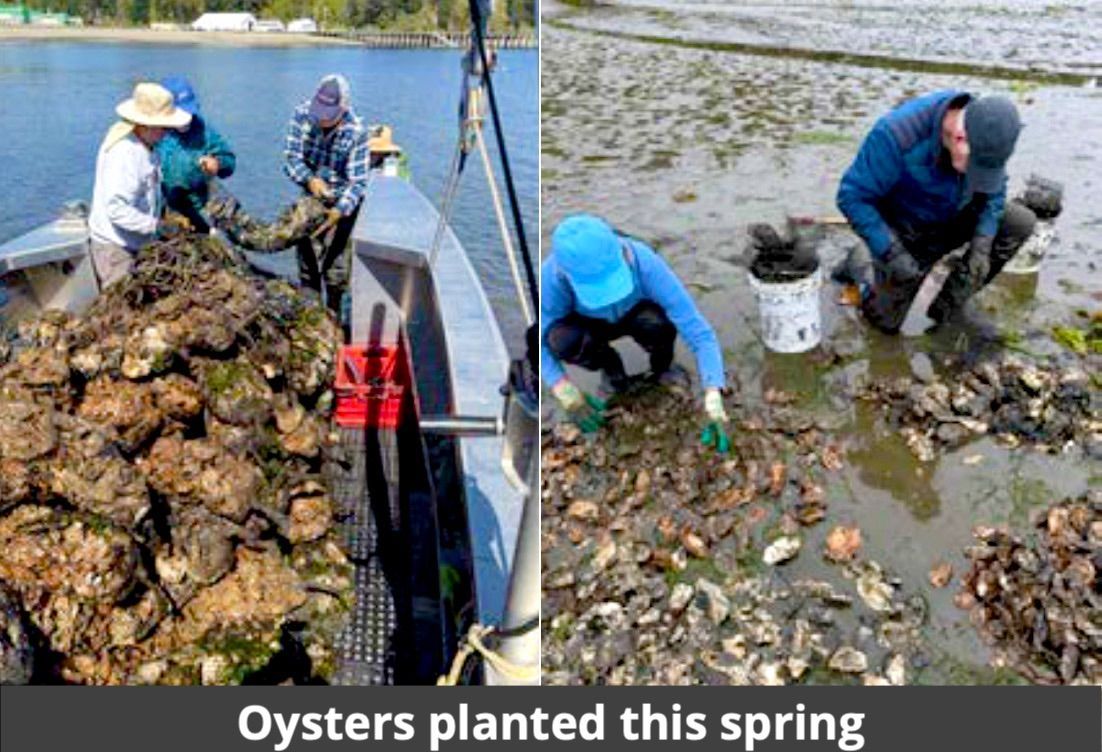 Photos of planting oysters in Miller Bay