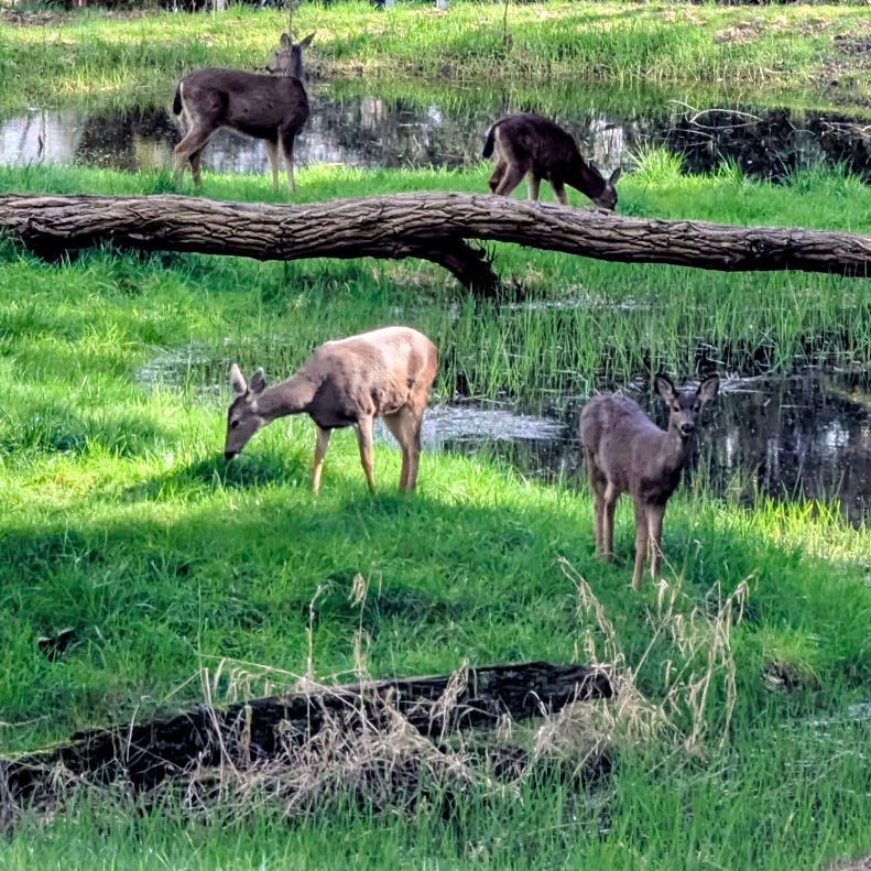Deer family grazing beside pond