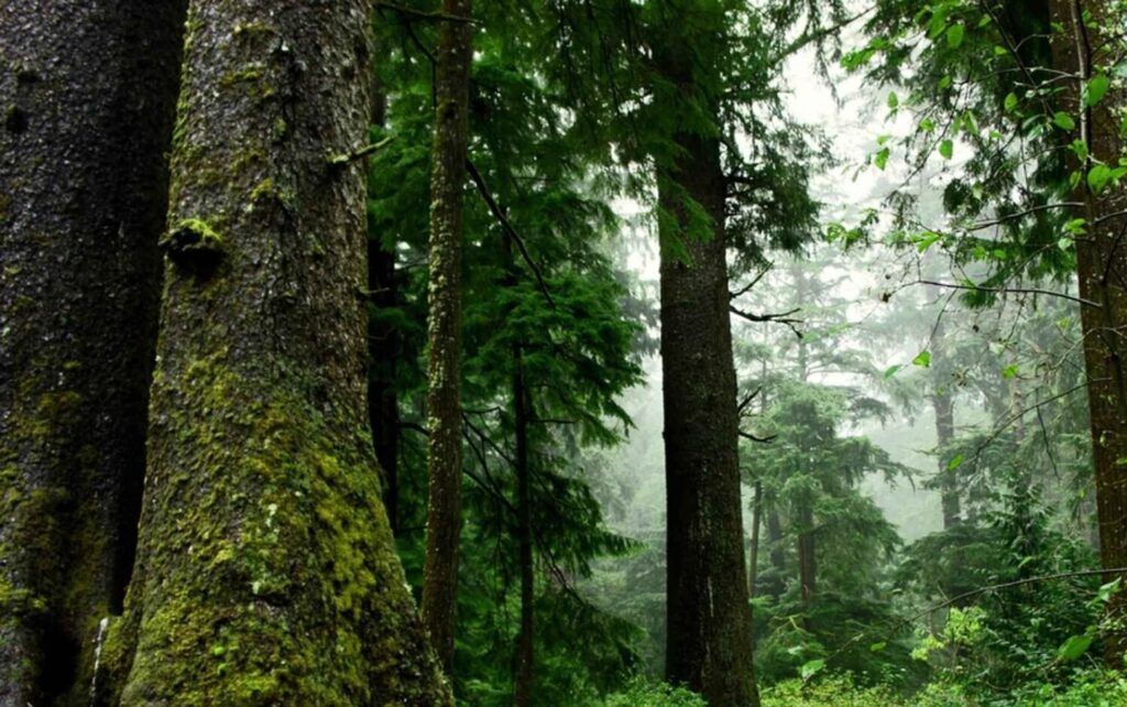 Mature forest before a clear-cut.