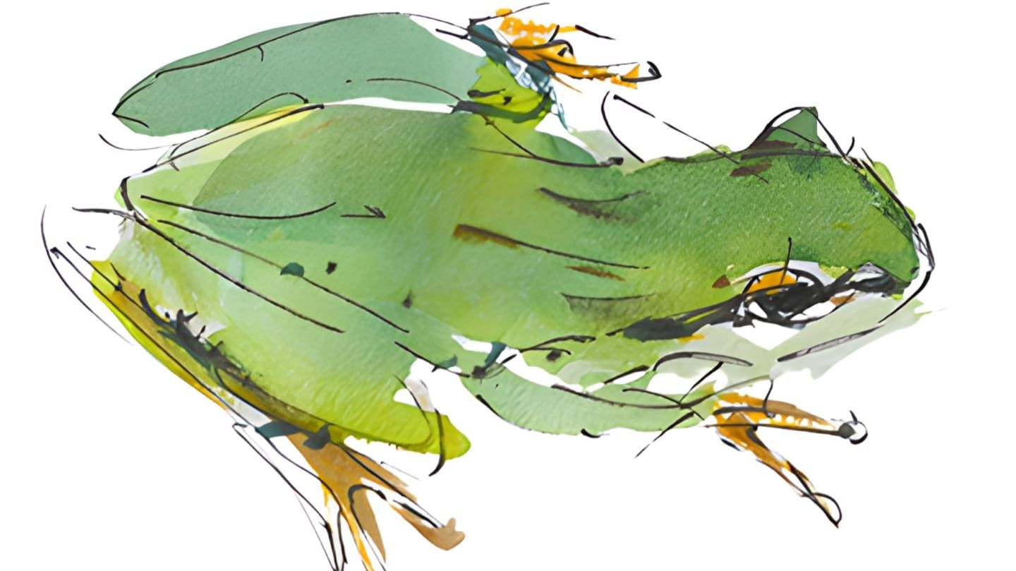 Pacific tree frog watercolor by KEC Member Randena Walsh