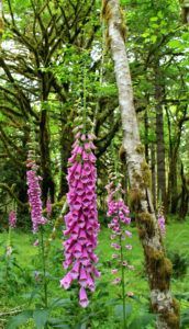 Foxglove in a forest.