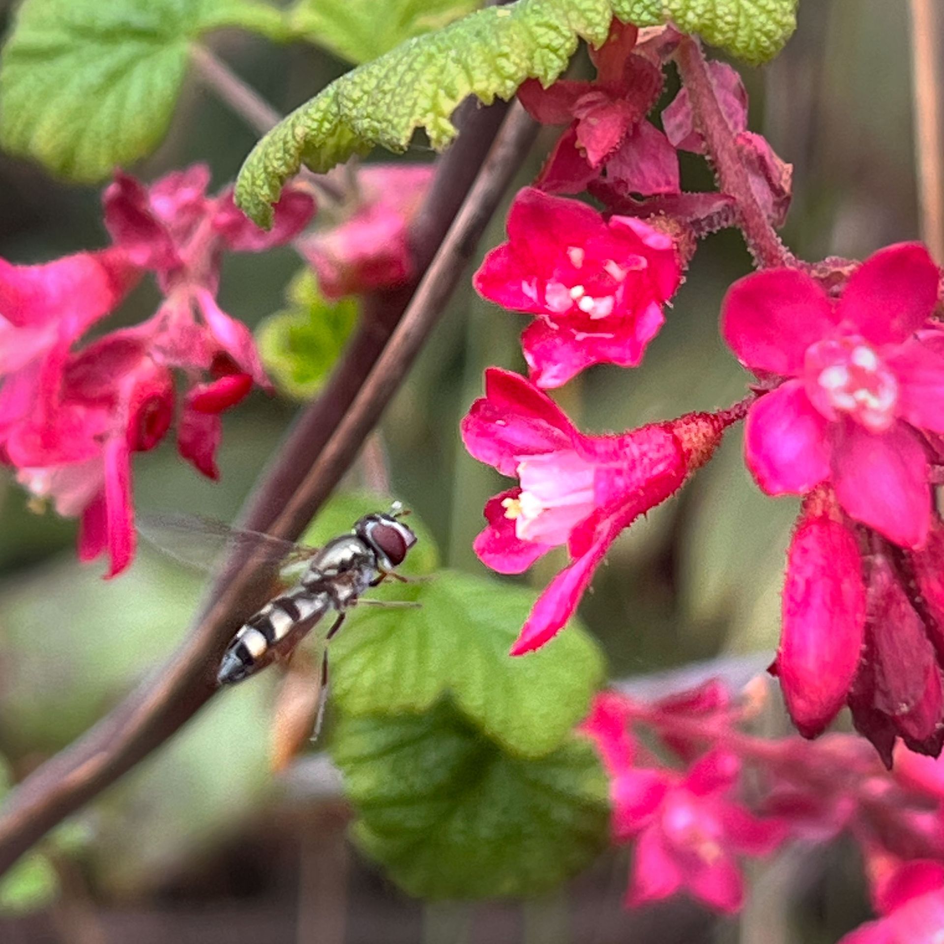 red bud current and sedgesitter pollinator