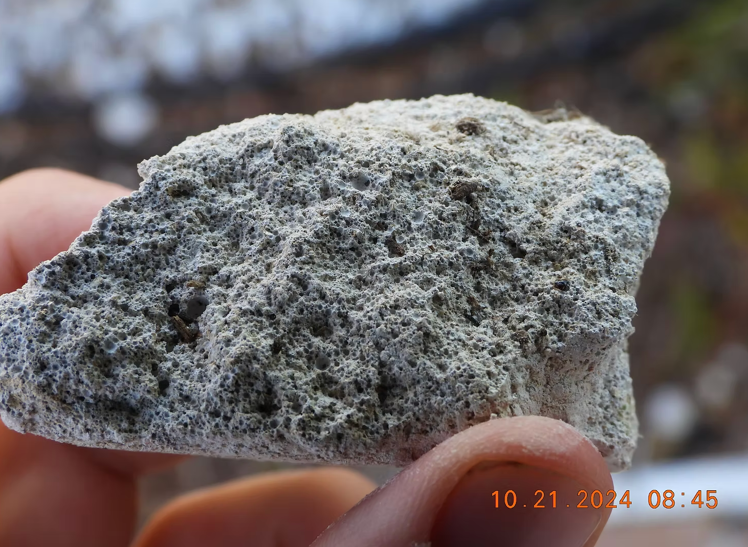 Close-up of porous, light gray rock held in hand.