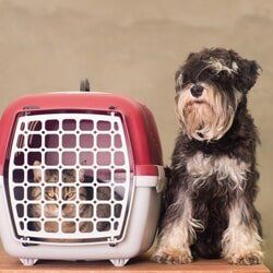 Dog and Cat inside a Carrier — Veterinarian in Port Washington, WI