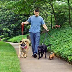 Man walking Three Dogs in the Park — Veterinarian in Port Washington, WI