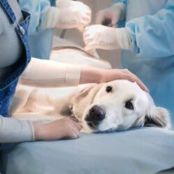 Dog having Surgery — Veterinarian in Port Washington, WI