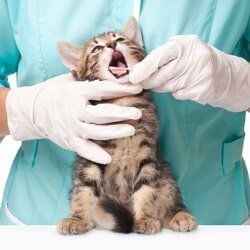 Doctor Checking Cat's Teeth — Veterinarian in Port Washington, WI