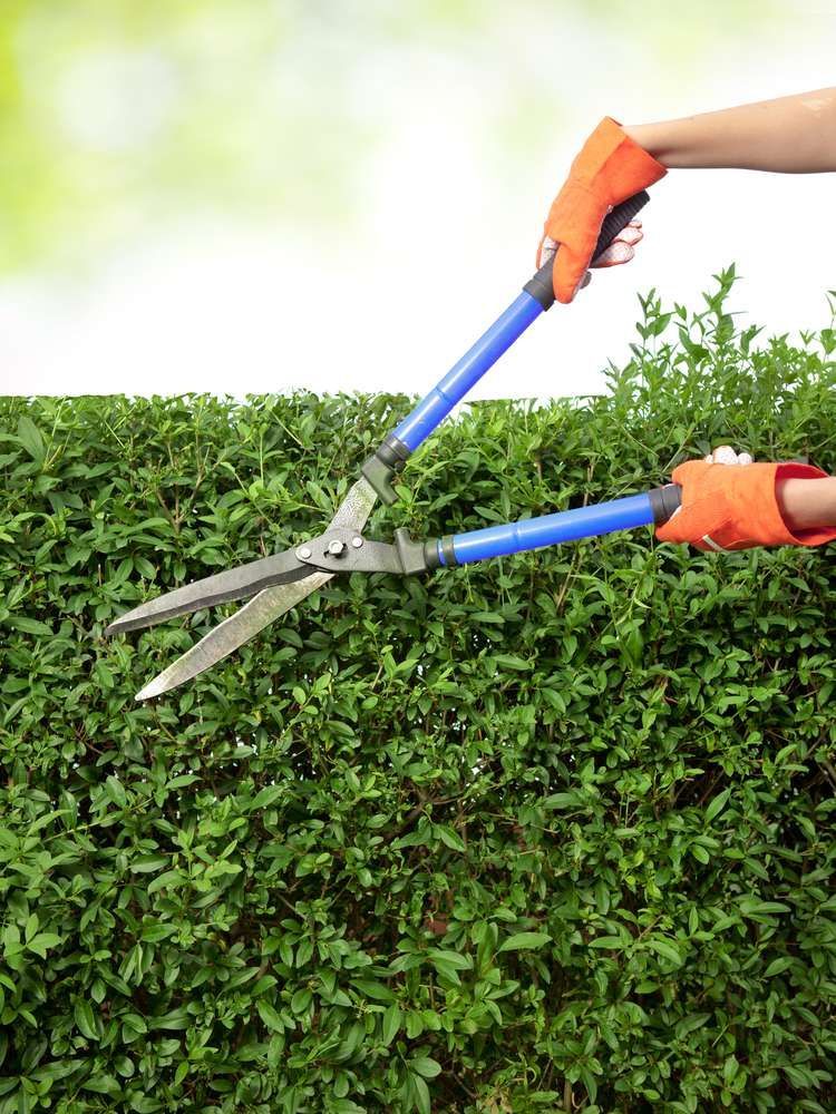 A person is cutting a hedge with a pair of scissors.