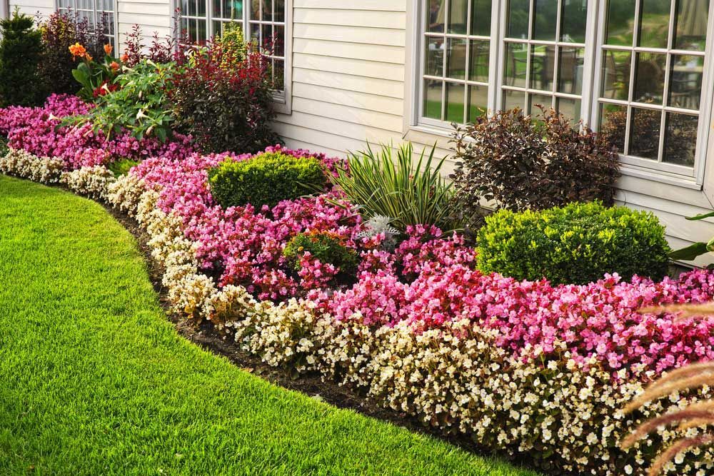 A garden with pink and white flowers in front of a house.
