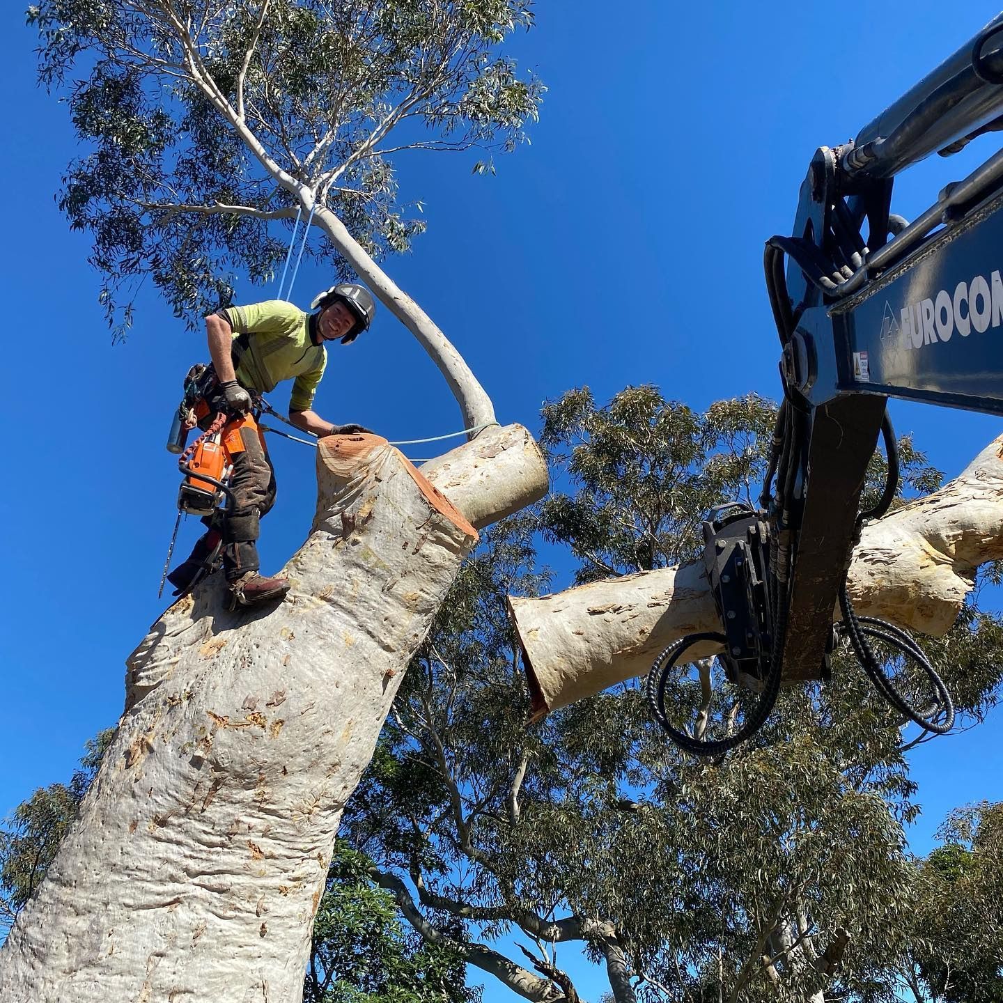 Arborist on a Tree Stump Using a Chainsaw — All Tree Solutions In Kariong, NSW