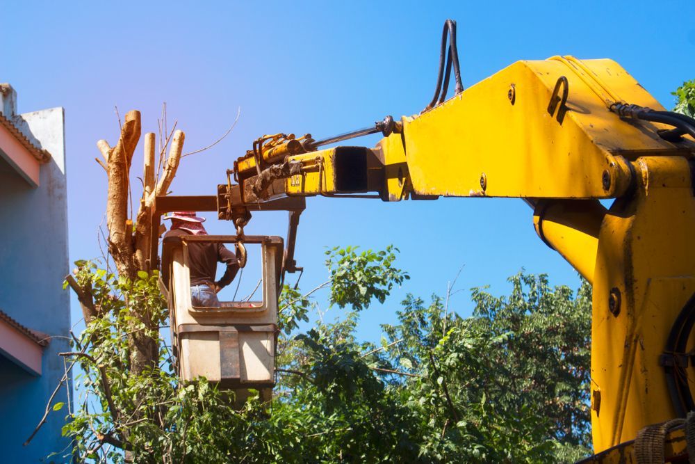 A Worker in a Yellow Cherry Picker Trims a Tree — All Tree Solutions In HOLGATE, NSW