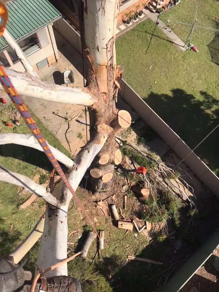 Overhead View of Tree Being Cut Down — All Tree Solutions In Warner Vale, NSW
