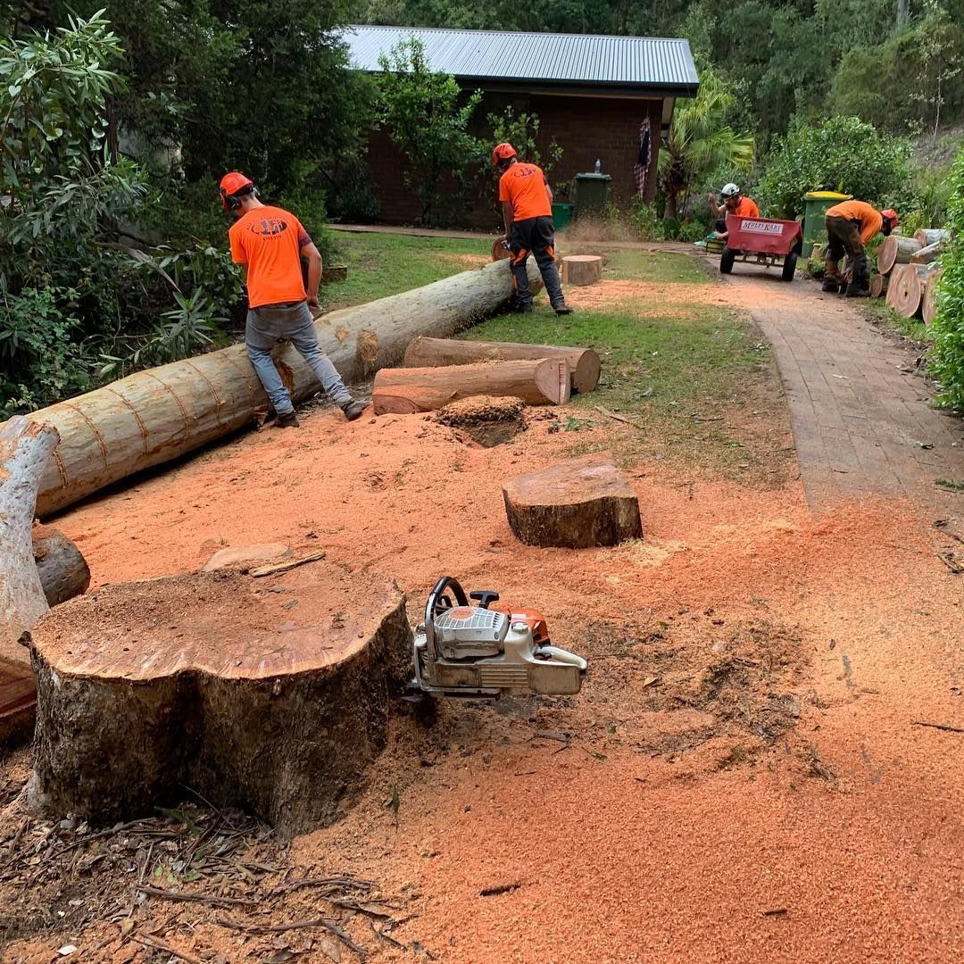 Tree Service Workers Cutting Logs With Chainsaws — All Tree Solutions In Kariong, NSW