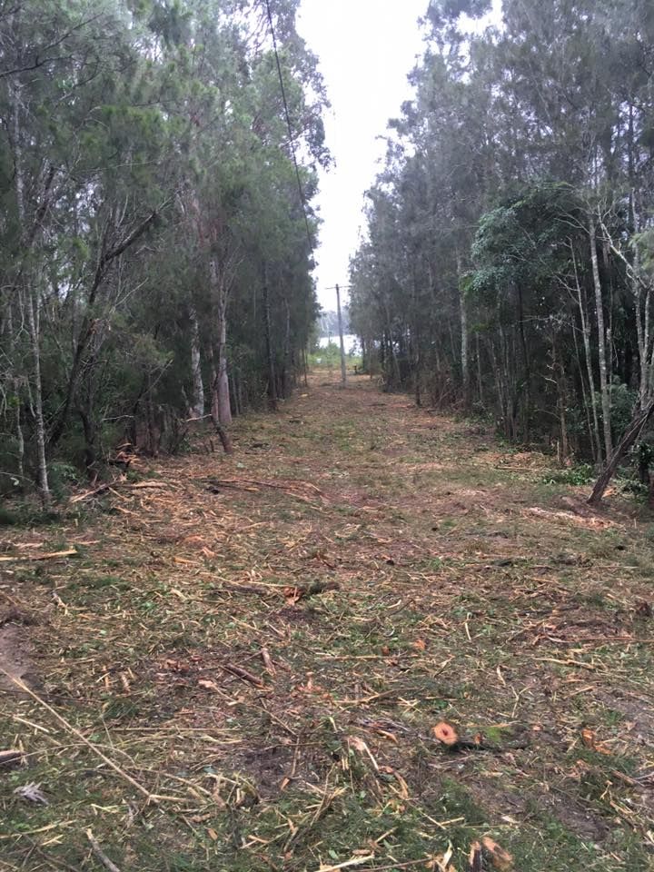 A Cleared Path Through a Forest — All Tree Solutions In Mangrove Mountain, NSW