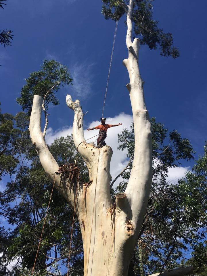 Arborist Stands Atop a Tall — All Tree Solutions In Somersby, NSW