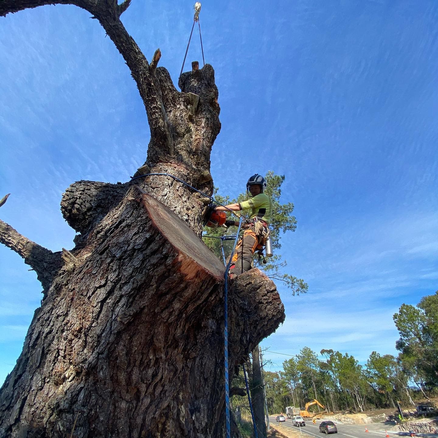 Arborist Uses a Chainsaw to Cut a Large Tree Branch — All Tree Solutions In Mangrove Mountain, NSW