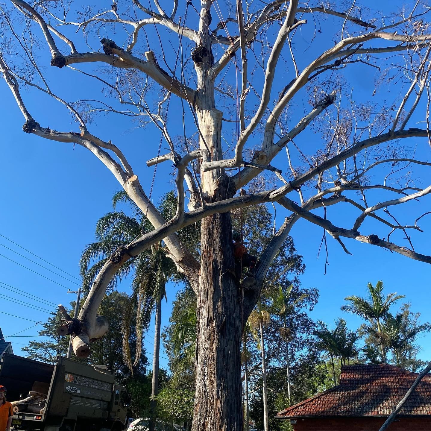 A Tree Being Trimmed by a Person With a Truck Beneath — All Tree Solutions In Somersby, NSW