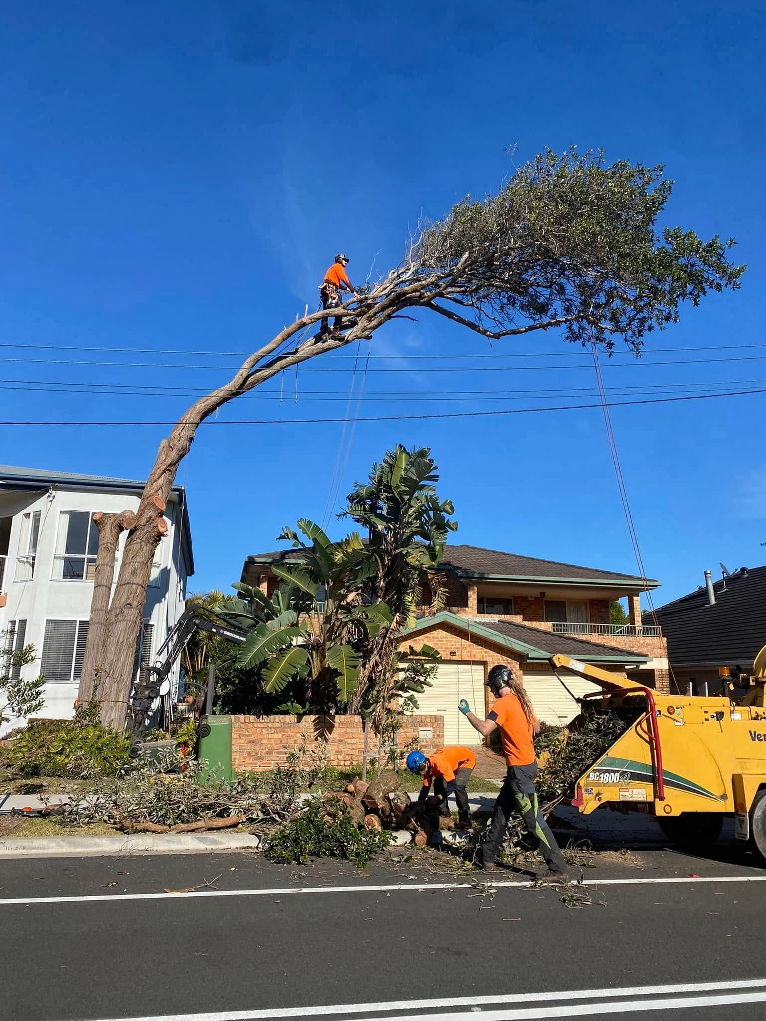 Tree removal crew at work, trimming a tall tree — All Tree Solutions In HOLGATE, NSW