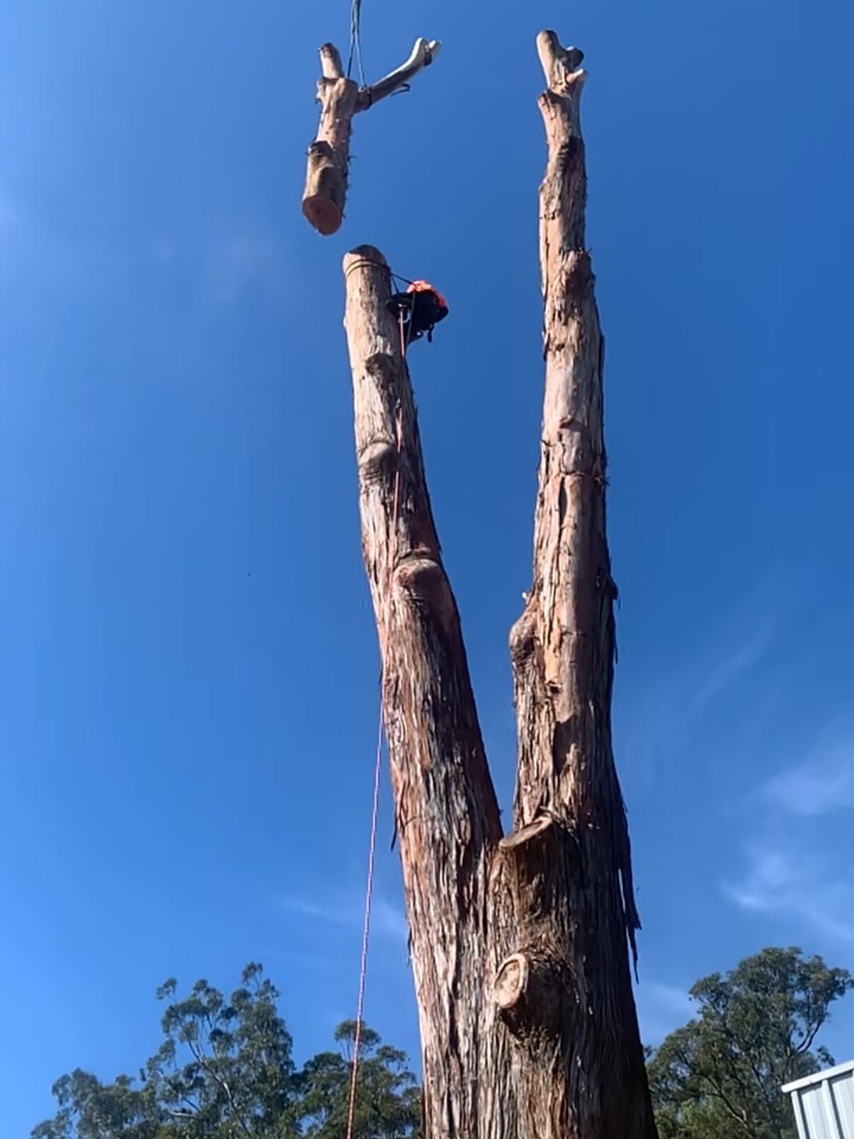 Arborist Cutting Tree Trunk With a Chainsaw — All Tree Solutions in Kincumber, NSW
