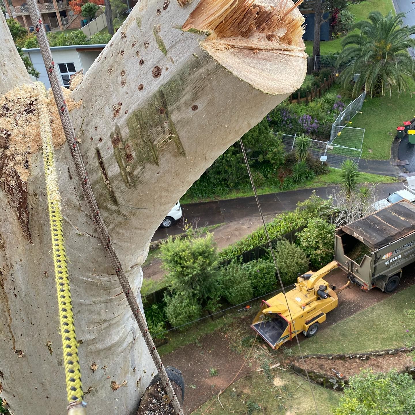 Tree Being Cut by a Worker — All Tree Solutions In Morisset, NSW