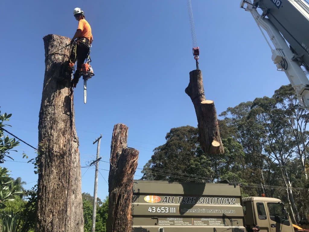 Tree Service Worker Cutting a Tall Tree With a Chainsaw — All Tree Solutions In HOLGATE, NSW