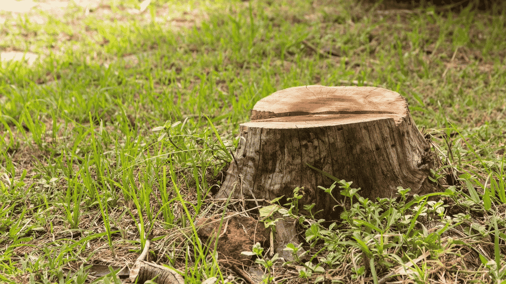 Tree Stump In Grassy Field — All Tree Solutions In Holgate, NSW