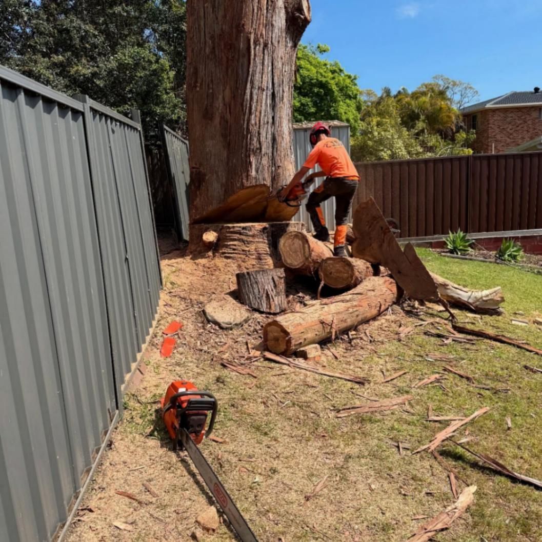 Arborist cutting logs from a large tree trunk near a fence in a backyard; sunny day.