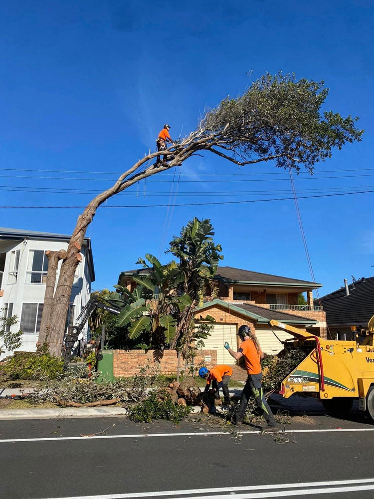 Tree Service Workers Trimming a Large Tree — All Tree Solutions In HOLGATE, NSW