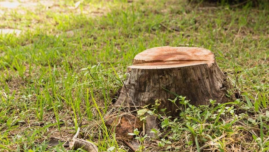 Cut Tree Stump in a Grassy Area — All Tree Solutions In HOLGATE, NSW