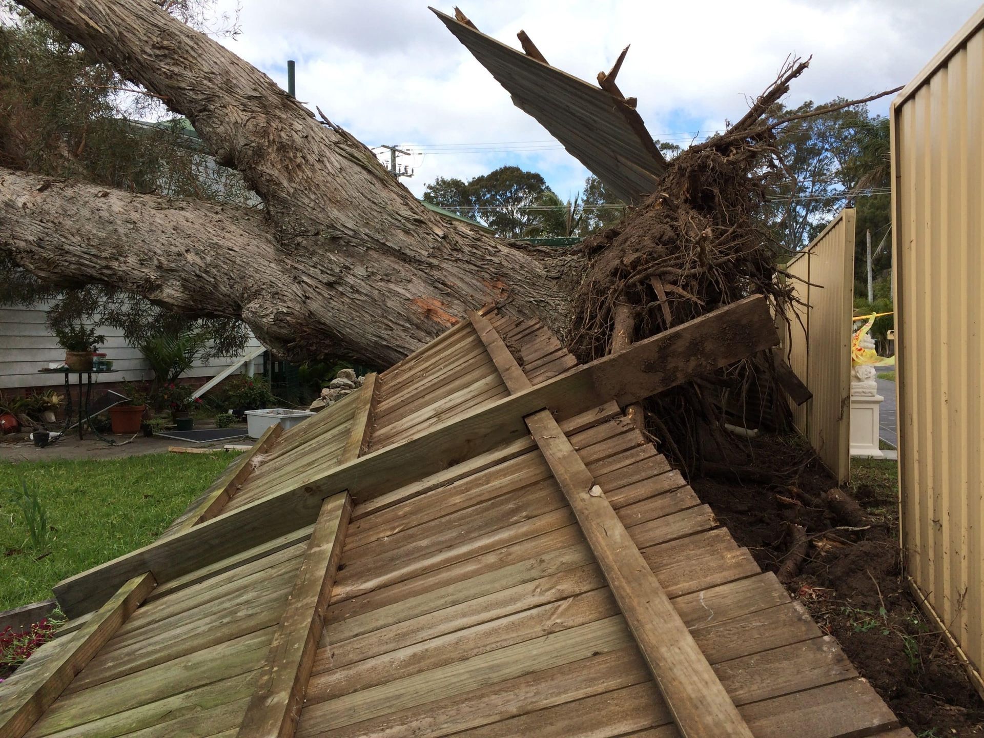 A Fallen Tree — All Tree Solutions In HOLGATE, NSW