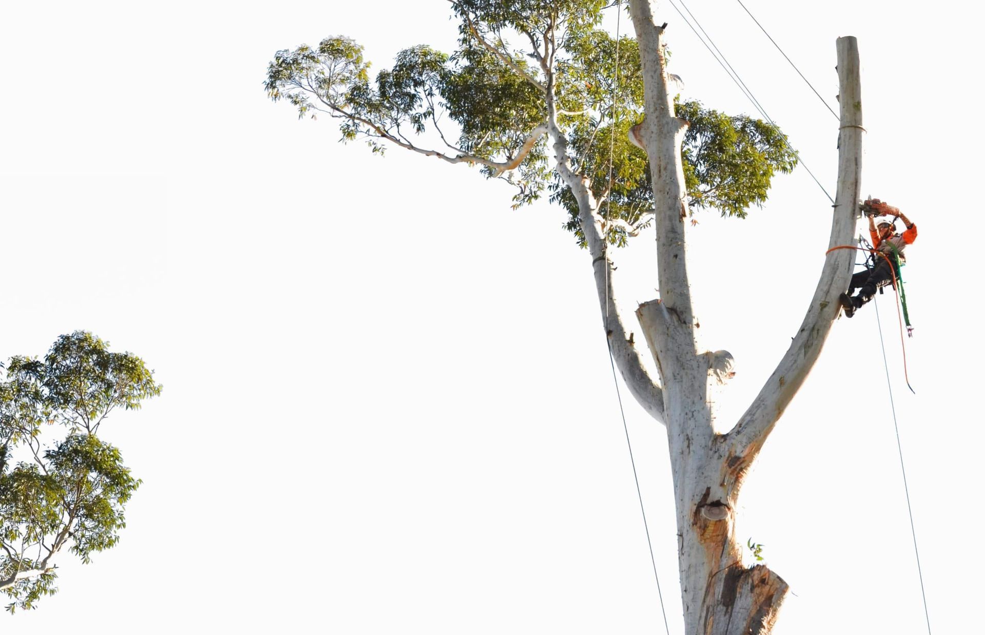 Arborist in Safety Harness and Helmet Cutting Tree Branches — All Tree Solutions In HOLGATE, NSW