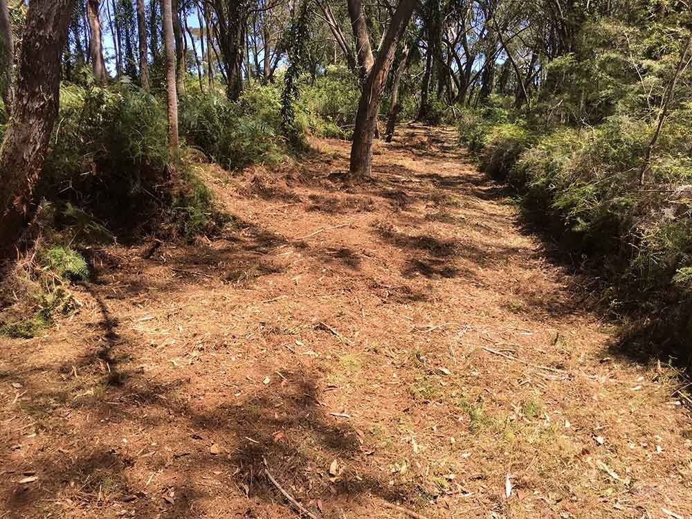 Wooded Trail With Brown Ground — All Tree Solutions In Warner Vale, NSW