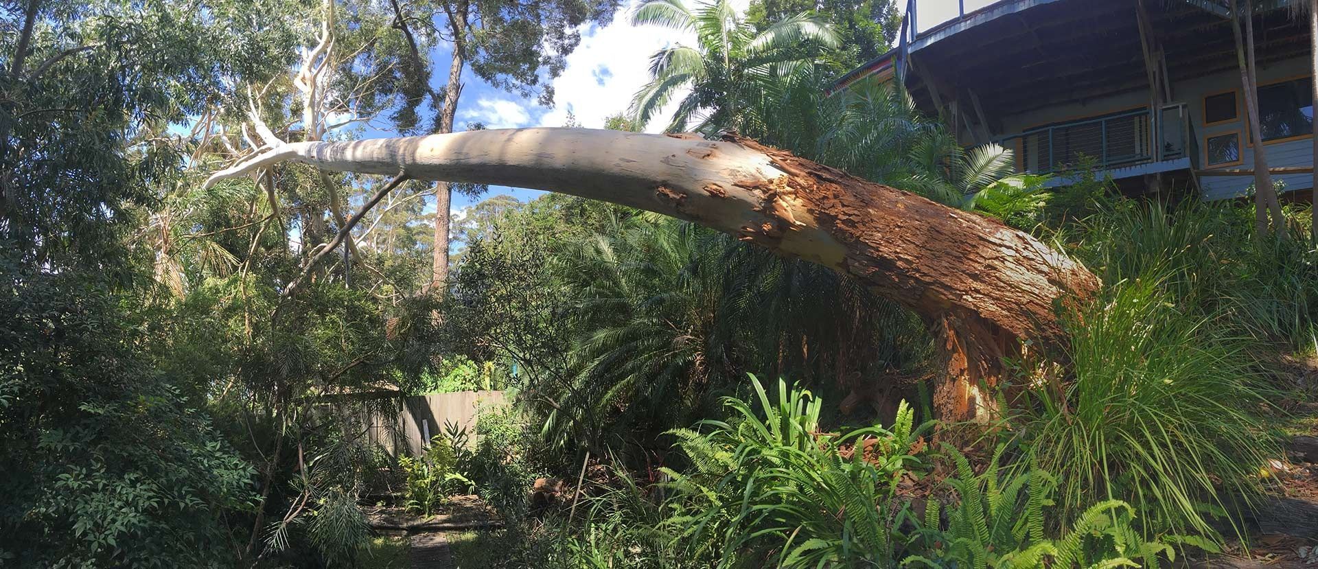 Large Tree Trunk Arched Over Green Bushes — All Tree Solutions In Bateau Bay, NSW