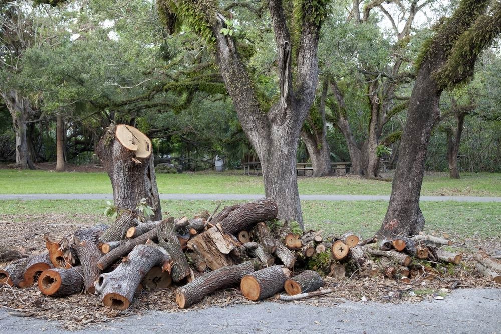Pile of Cut Logs Beside Tree Stumps With a Grassy Area — All Tree Solutions In Kariong, NSW