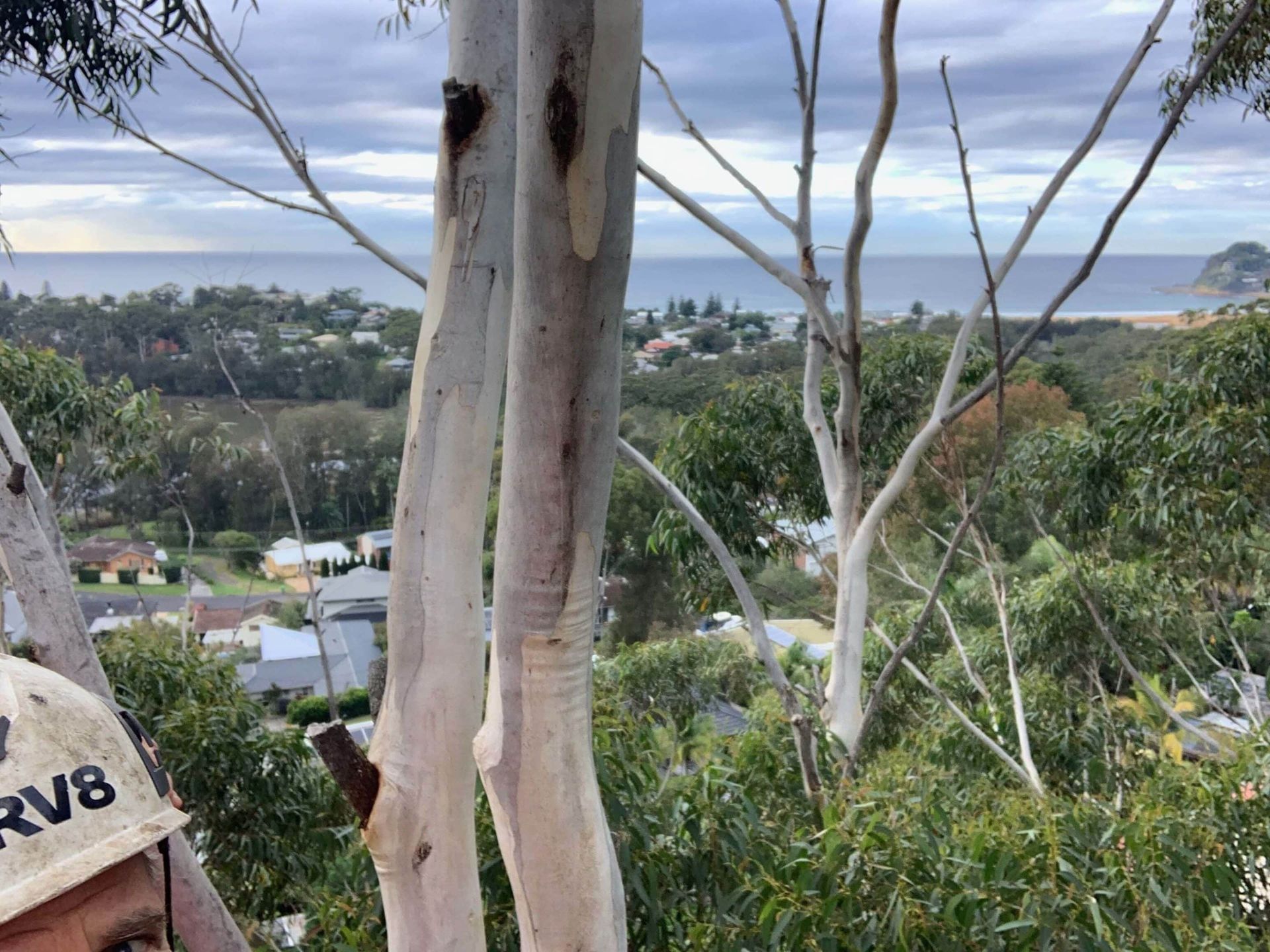 View From a Tree Coastal Town and Ocean in the Distance — All Tree Solutions In North Avoca, NSW