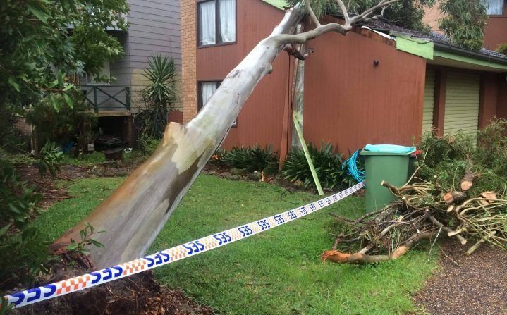Fallen Tree Across Grass — All Tree Solutions In Matcham, NSW
