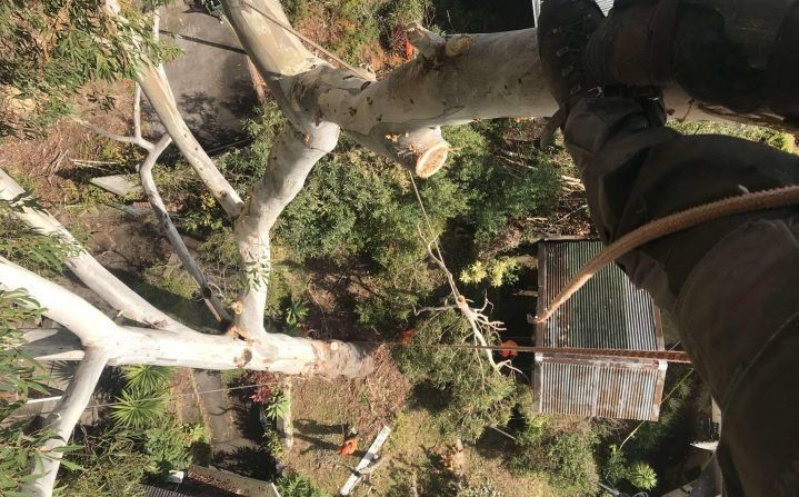 Person Trimming a Tree Branch From Above — All Tree Solutions In Bateau Bay, NSW