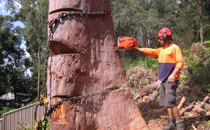 Arborist Cuts a Tall Tree Trunk — All Tree Solutions In North Avoca, NSW