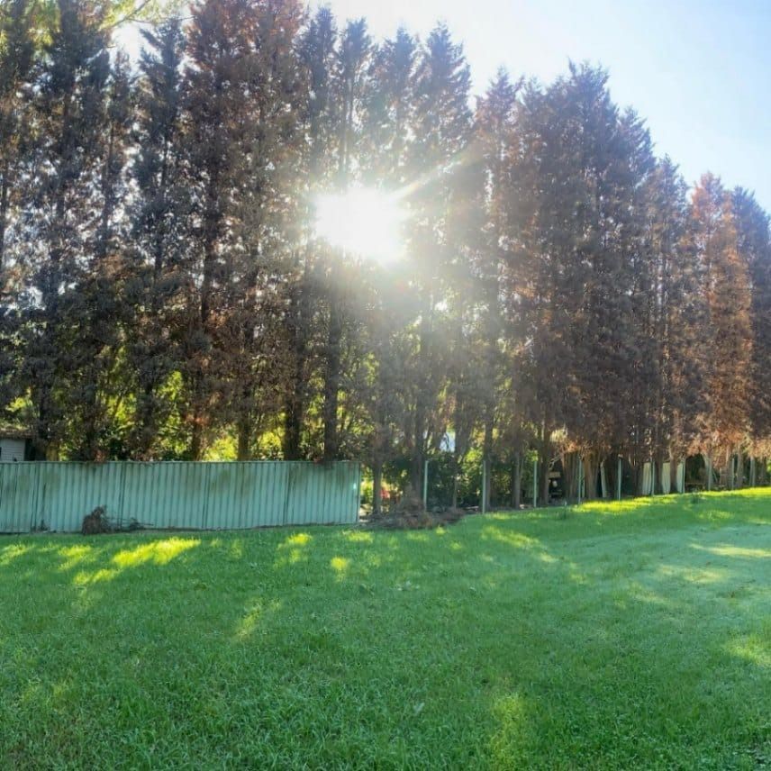 Sunlight Shining Through Trees — All Tree Solutions In Bateau Bay, NSW