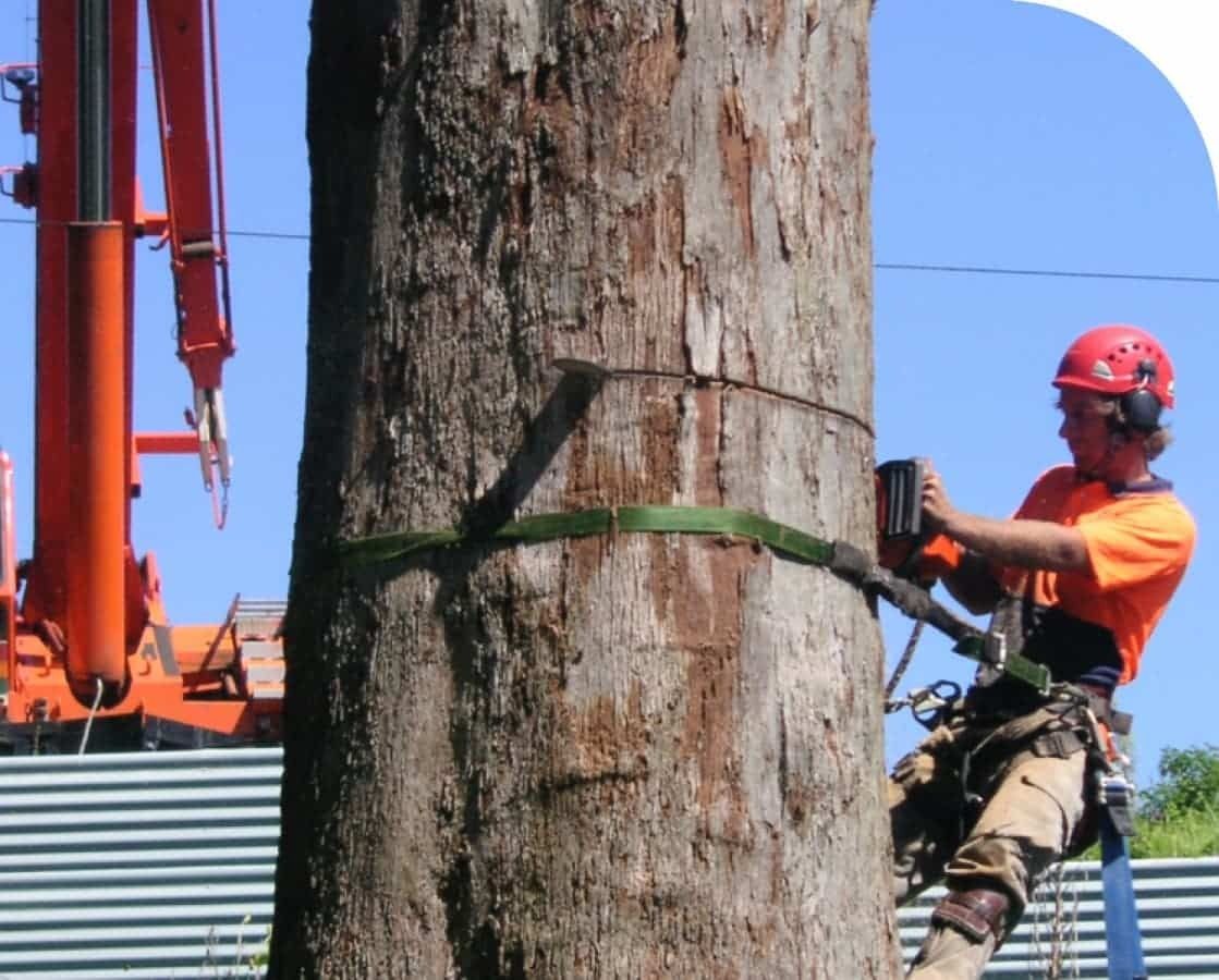 Arborist Using a Chainsaw on a Large Tree Trunk — All Tree Solutions In Killcare, NSW