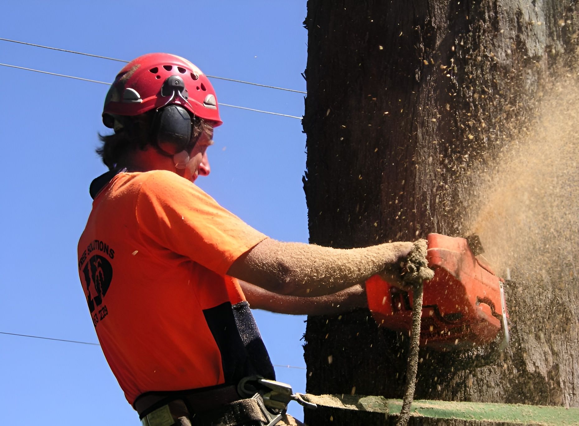 Arborist chainsawing a tree.