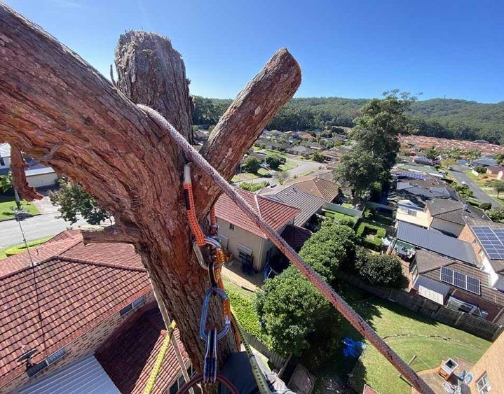 View From a Tree — All Tree Solutions In Killcare, NSW