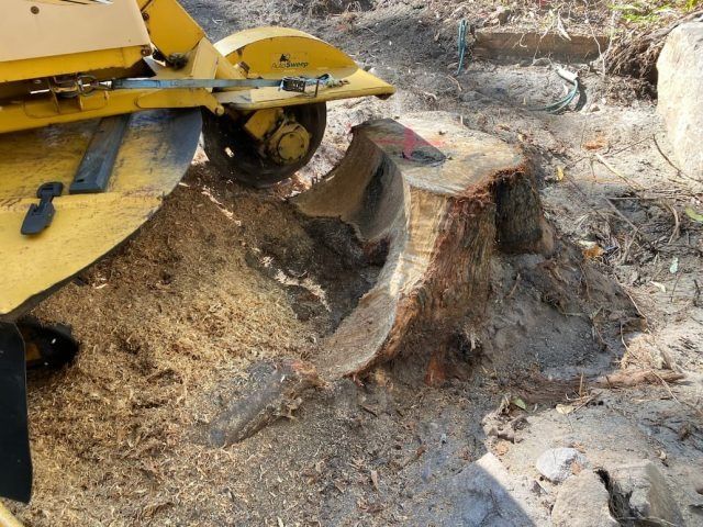 A Yellow Stump Grinder Grinding a Tree Stump — All Tree Solutions In Killcare, NSW