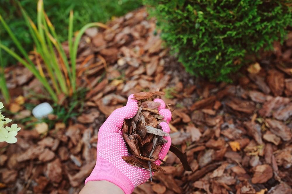 Hand in Pink Glove Holding Mulch, in Garden Bed With Plants — All Tree Solutions In HOLGATE, NSW