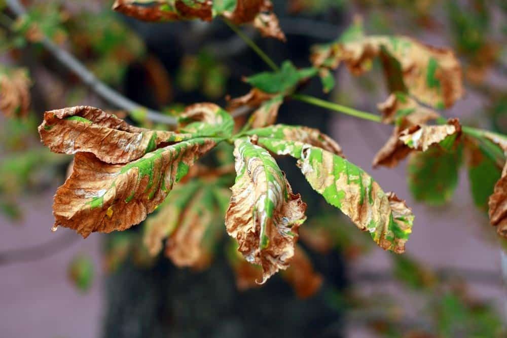 Brown and Green, Curled Leaves on a Tree Branch, Likely Diseased — All Tree Solutions In HOLGATE, NSW
