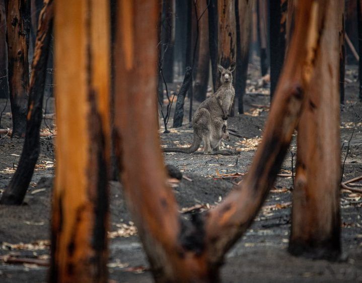 A Kangaroo Stands in a Burnt Forest — All Tree Solutions In Bateau Bay, NSW
